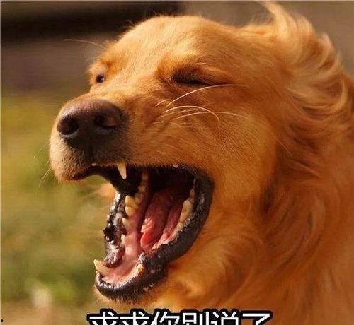 最新台湾狗崽爆料,揭秘政坛幕后黑幕